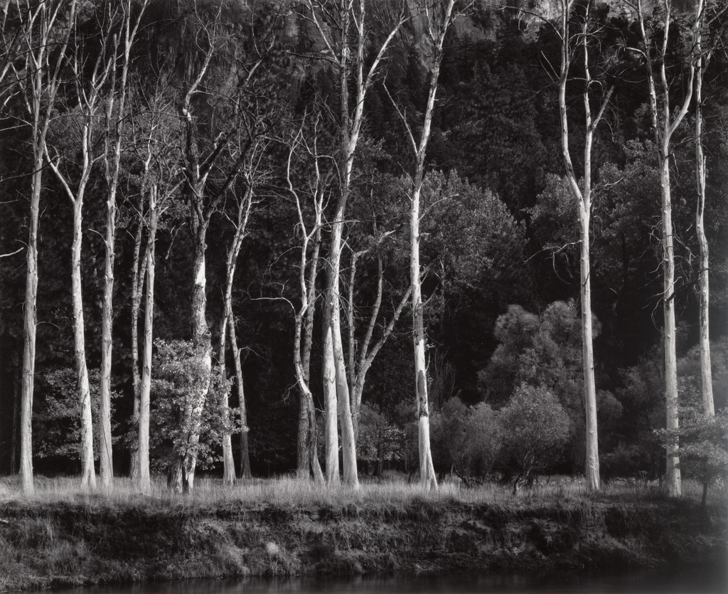 Dead Cottonwood Trees, Meadow, Yosemite Valley, California