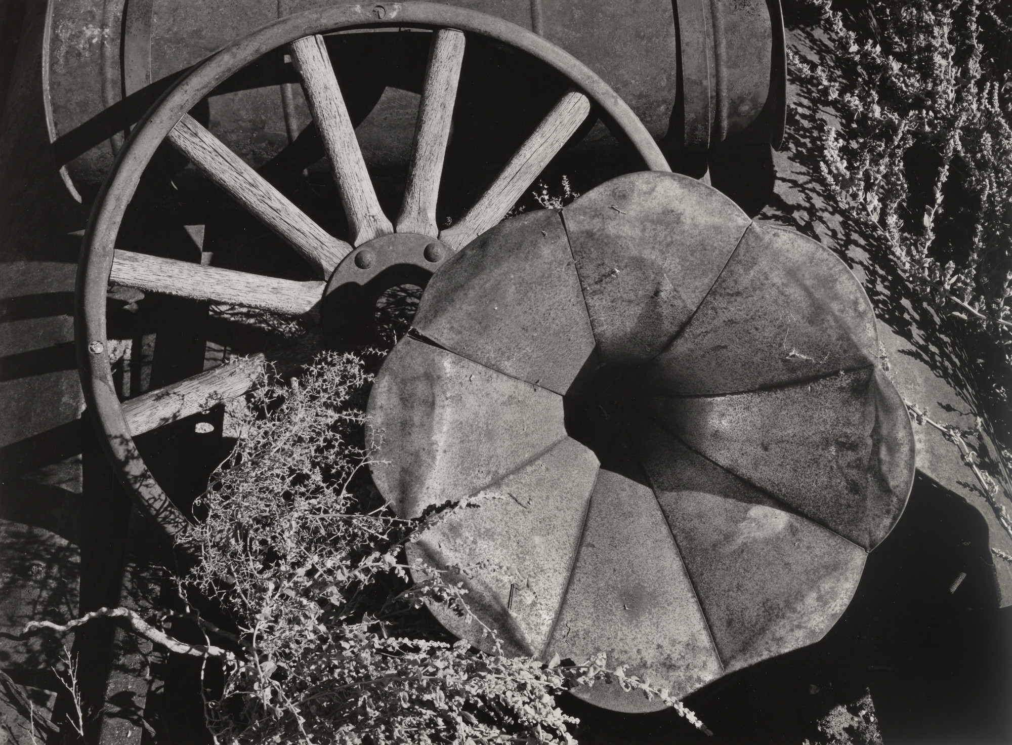 Ansel Adams. Desert Flower