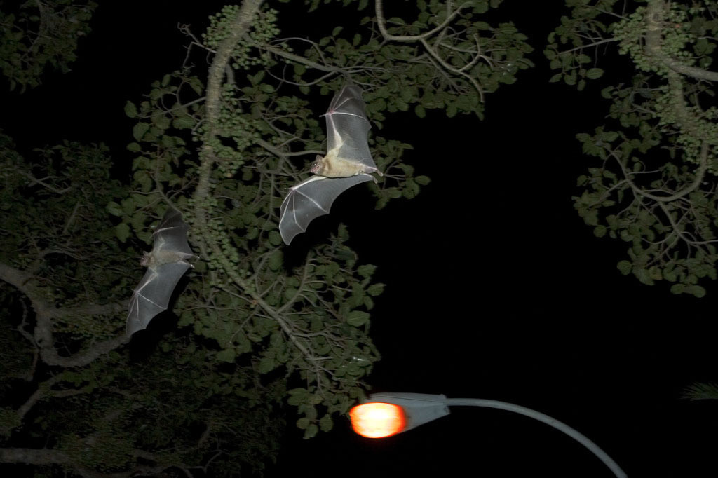 Jan Tichy. Bats