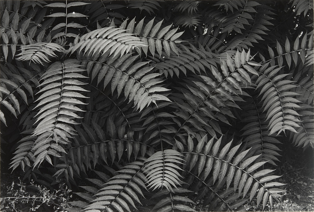 Leaves, near Bishop, California
