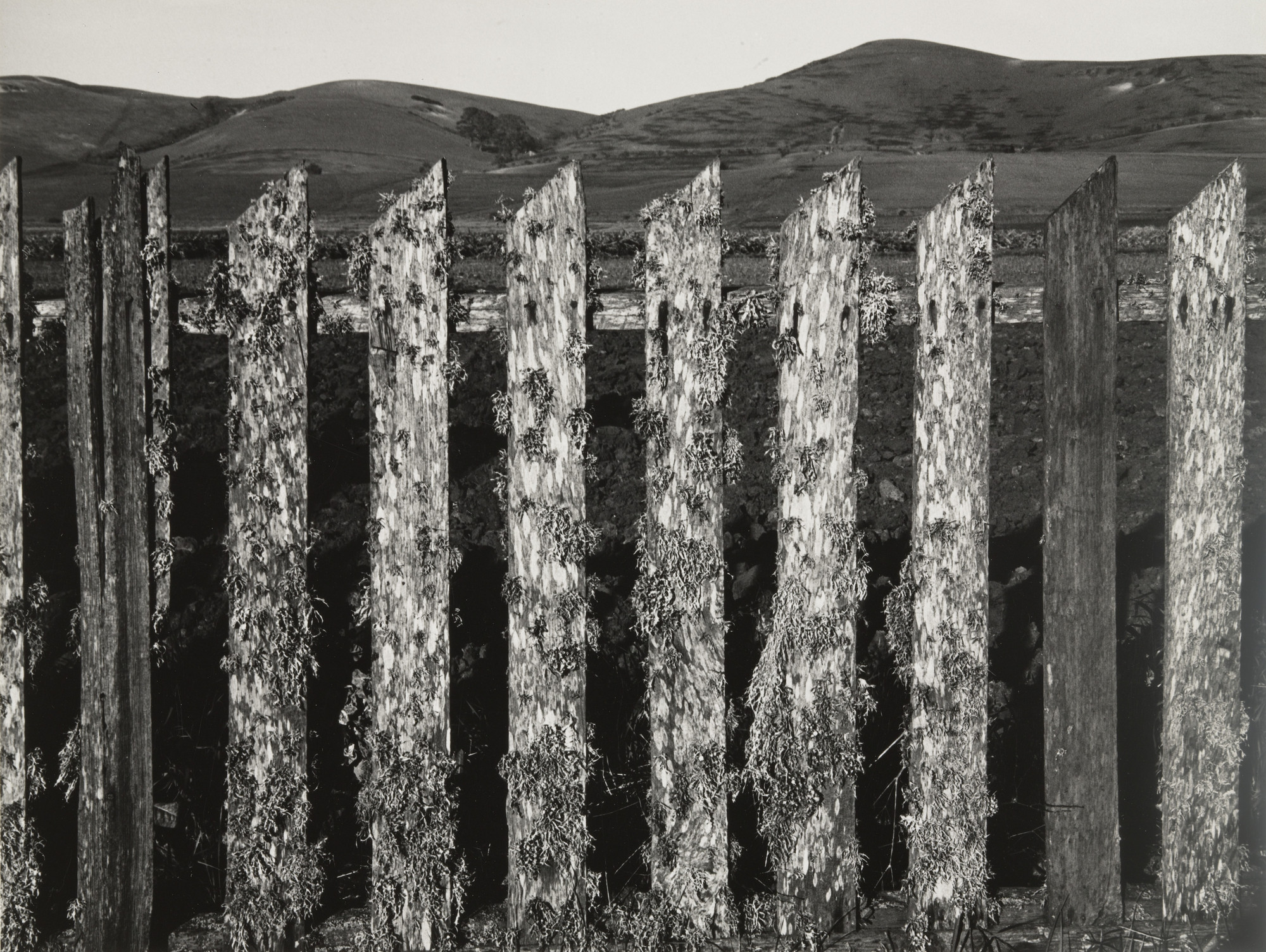 Ansel Adams. Fence, Half-Moon Bay
