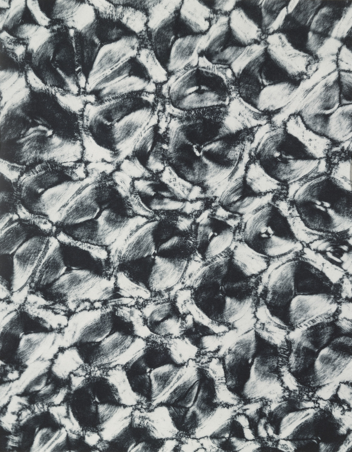 Laure Albin-Guillot. Segment of Rhinoceros Horn. 1931