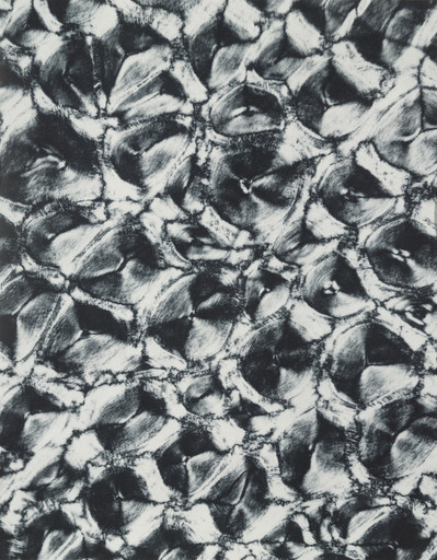 Segment of Rhinoceros Horn