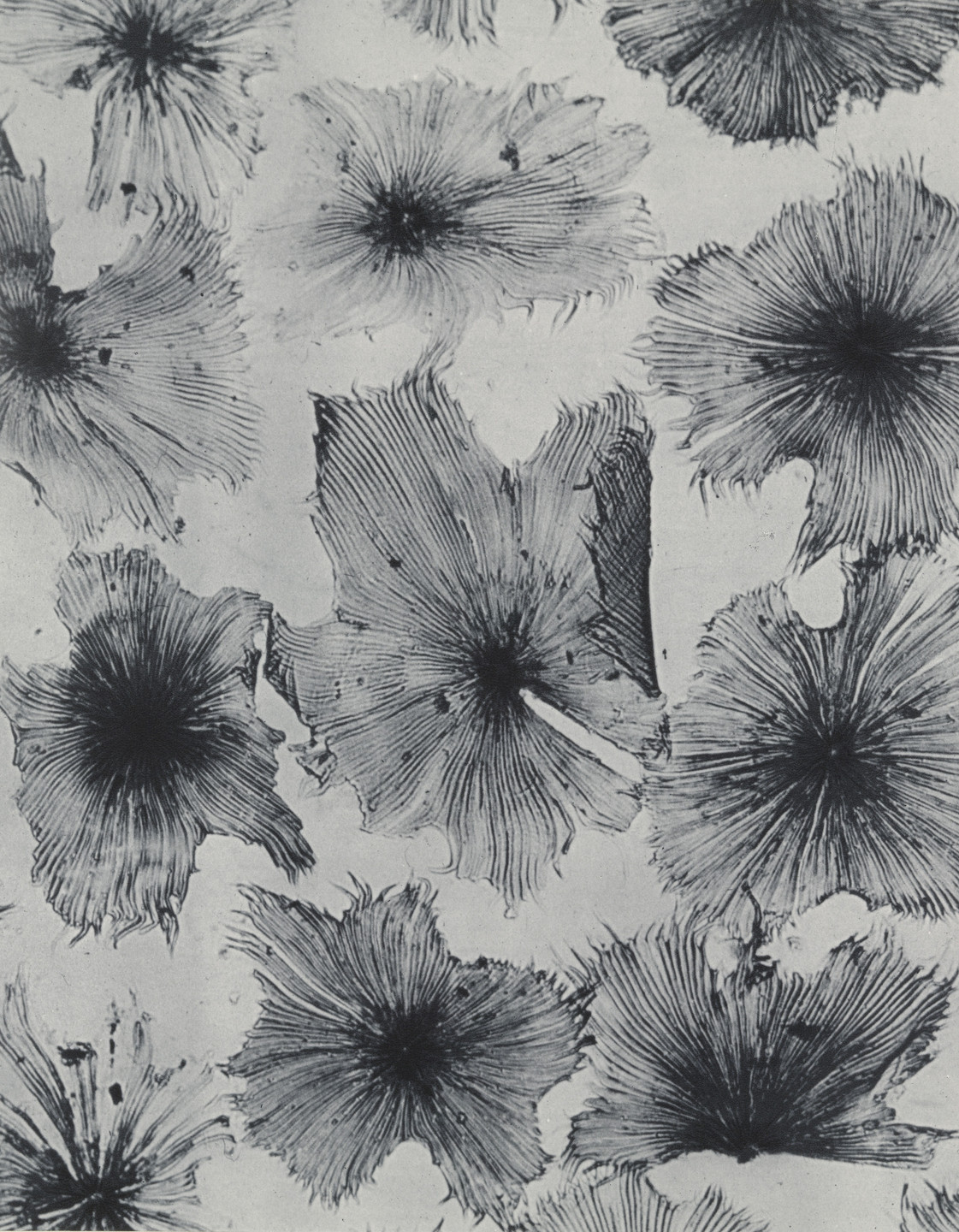Laure Albin-Guillot. Glossy Buckthorn. 1931