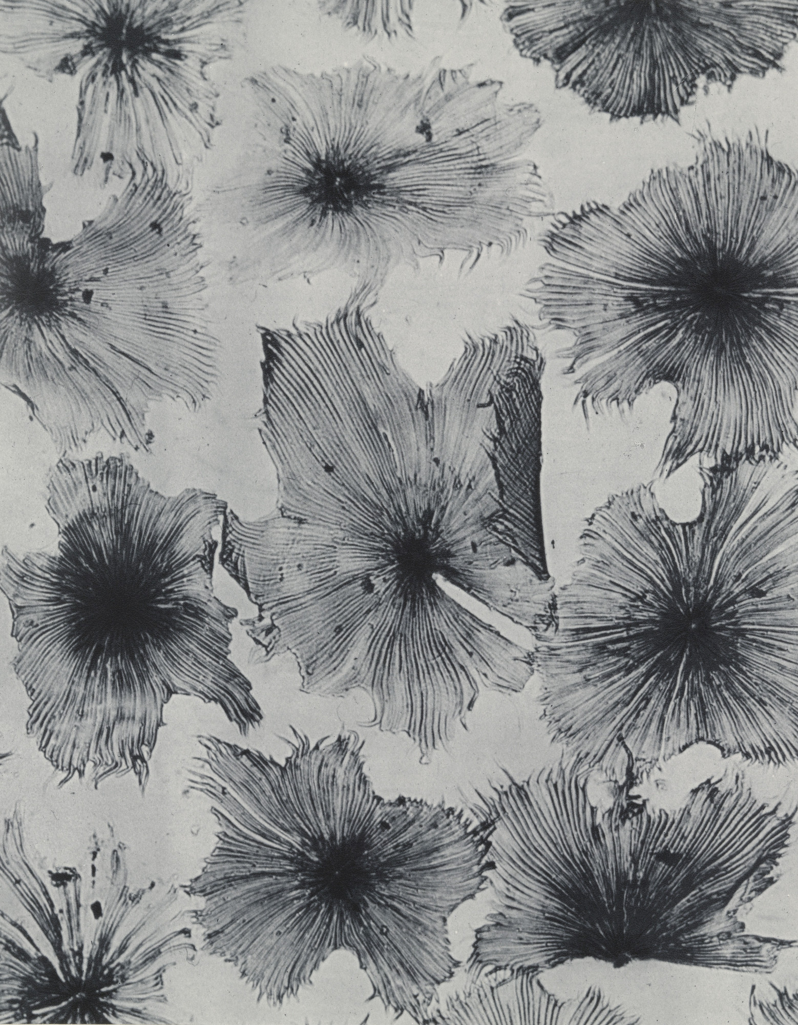 Laure Albin-Guillot. Glossy Buckthorn