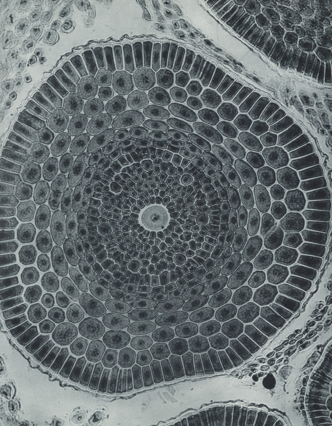 Laure Albin-Guillot. Barley Root. 1931