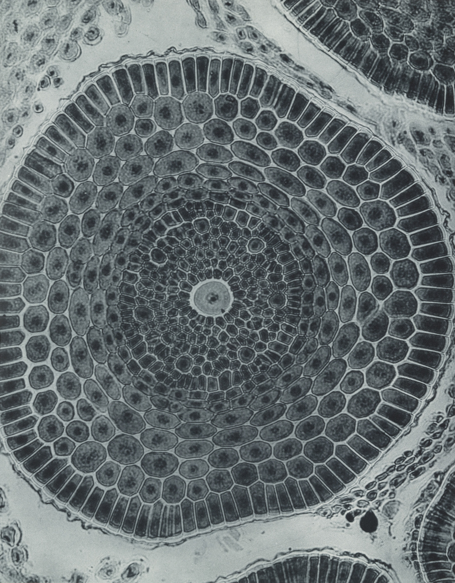 Laure Albin-Guillot. Barley Root