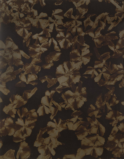 Brazilwood I