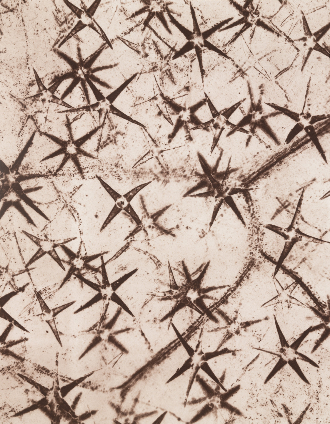 Laure Albin-Guillot. Star-shaped Bristles of Pentzia. 1931