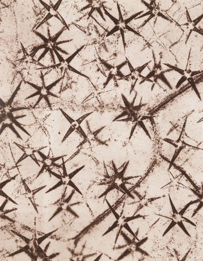 Star-shaped Bristles of Pentzia