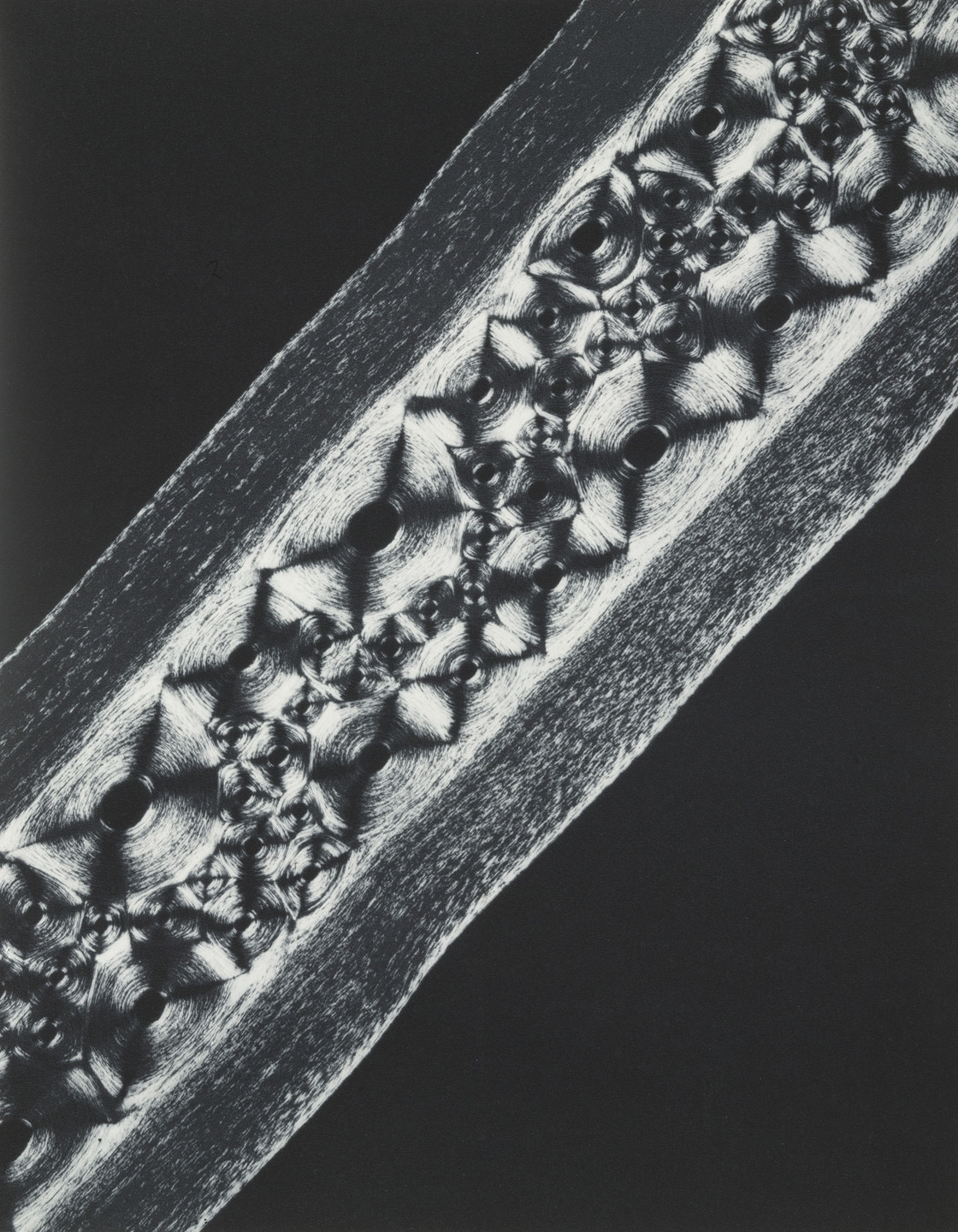 Laure Albin-Guillot. Whale Cartilage. 1931