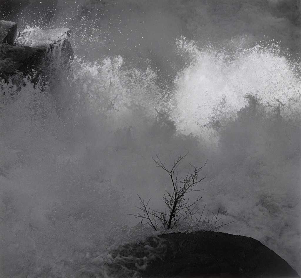 Shrub and Rapids, Merced River, Yosemite Valley, California