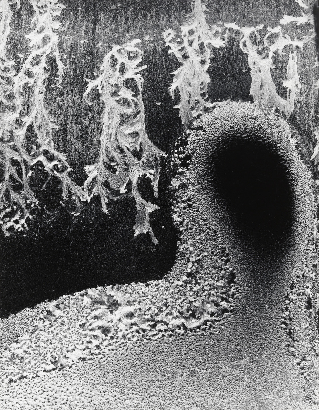 Minor White. Frost Forms: Head and Arabesques. 1962 | MoMA