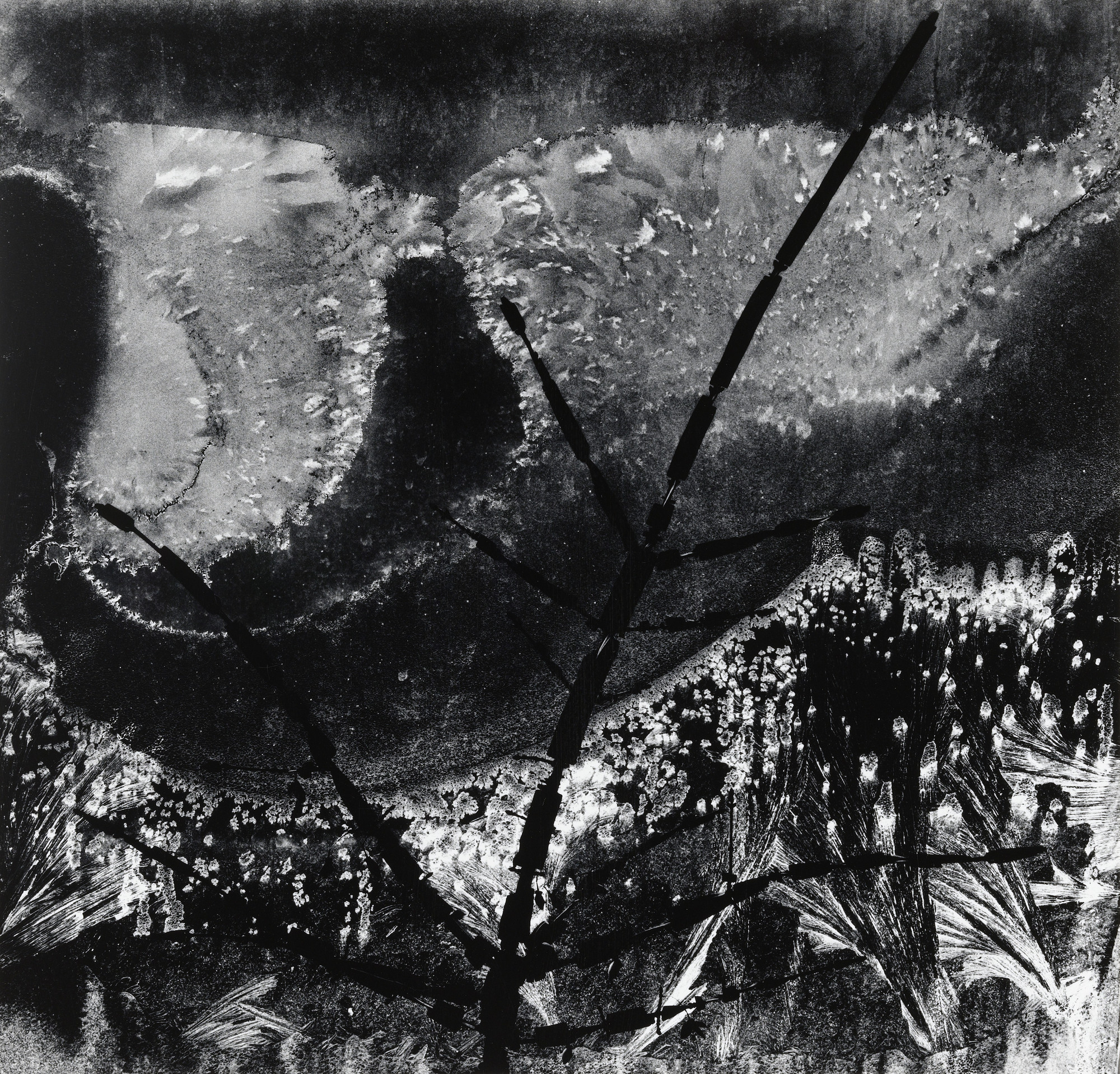 Minor White. Ritual Branch