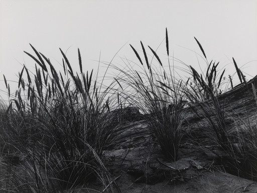 Dune Grass, Mendocino