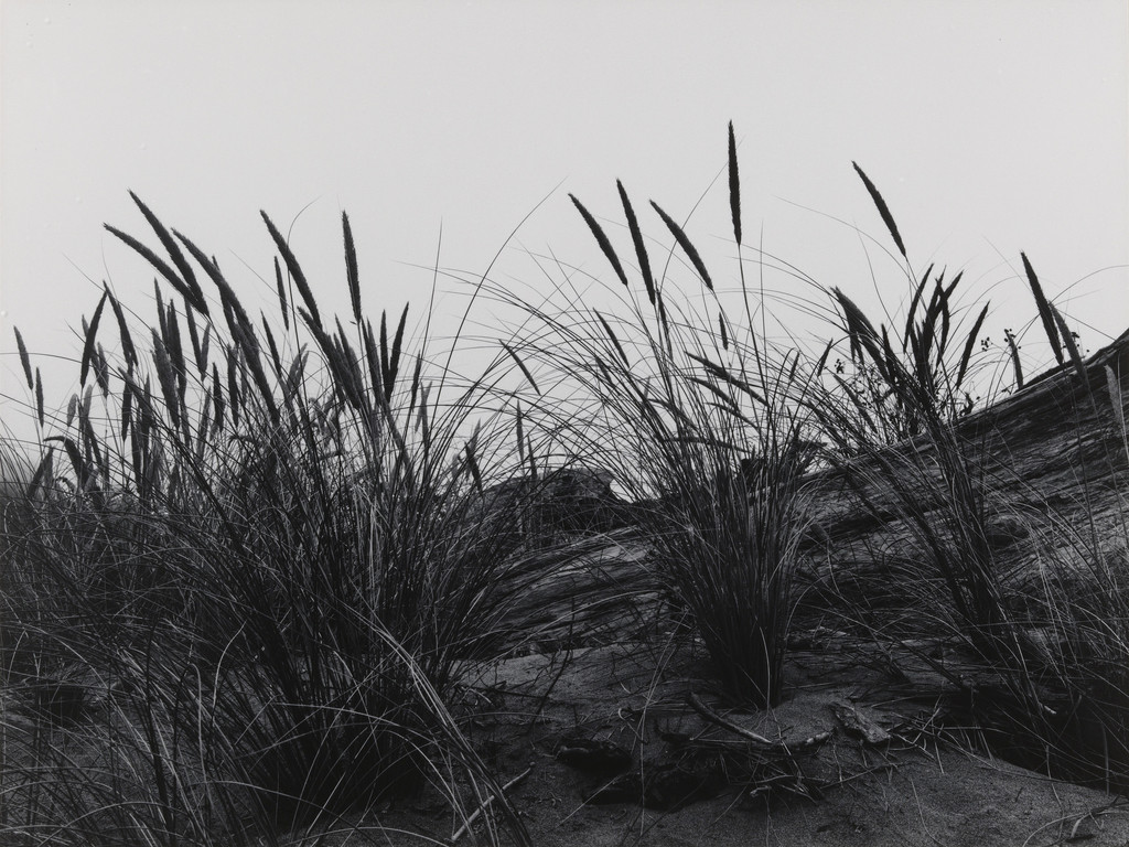 Dune Grass, Mendocino