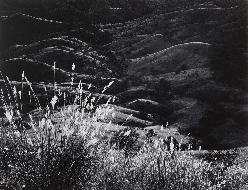 Grass, Arizona