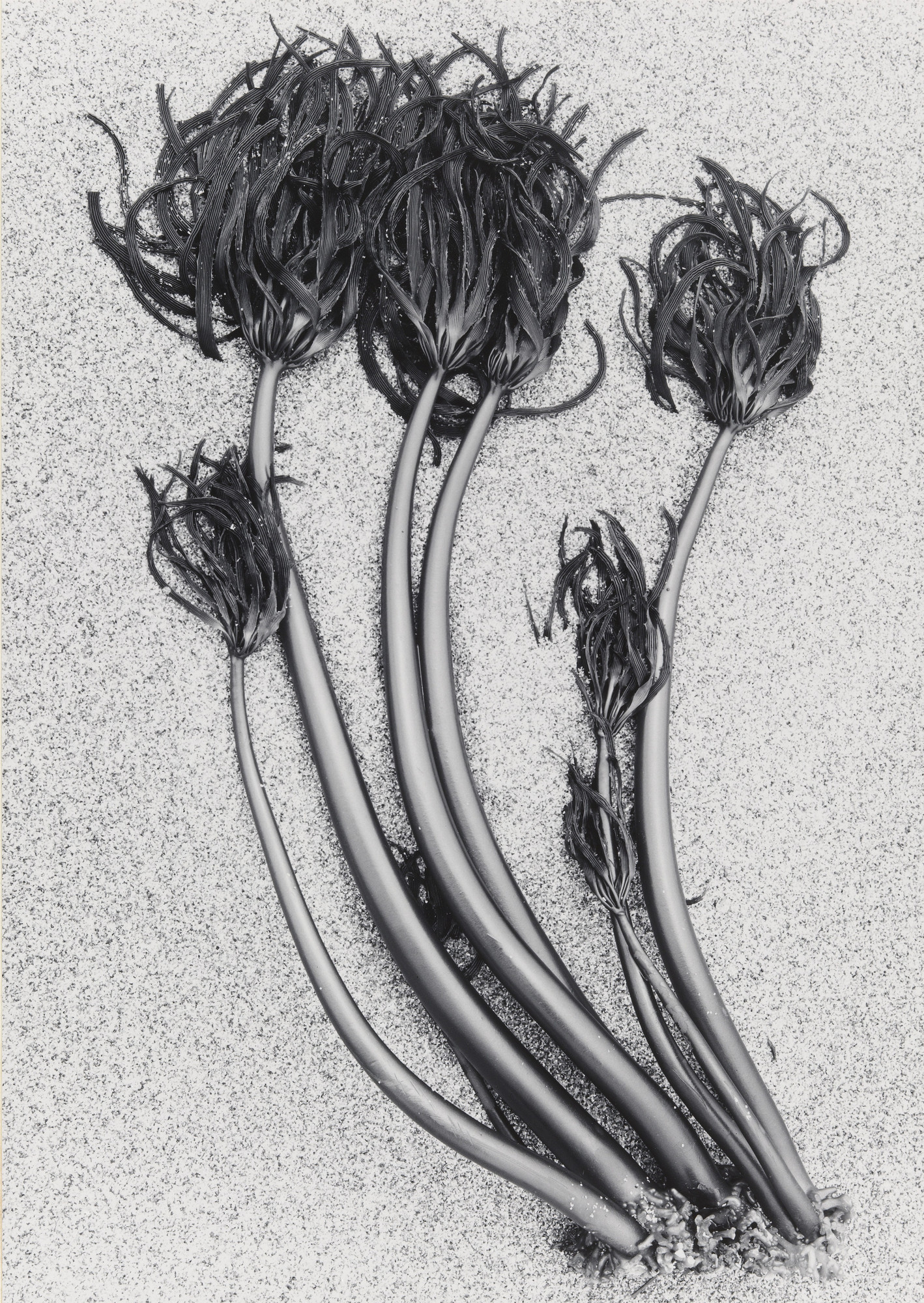 Don Worth. Kelp, Santa Cruz