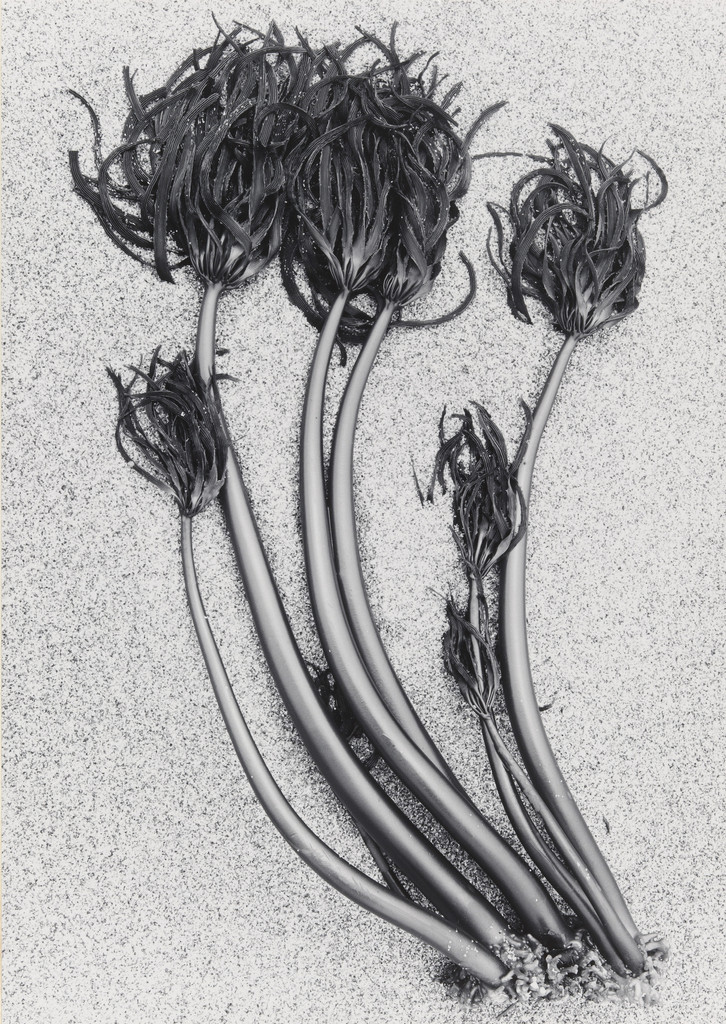 Kelp, Santa Cruz, Don Worth, 1957