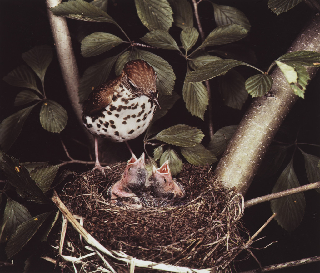 Wood Thrush, Eliot Porter, 1941