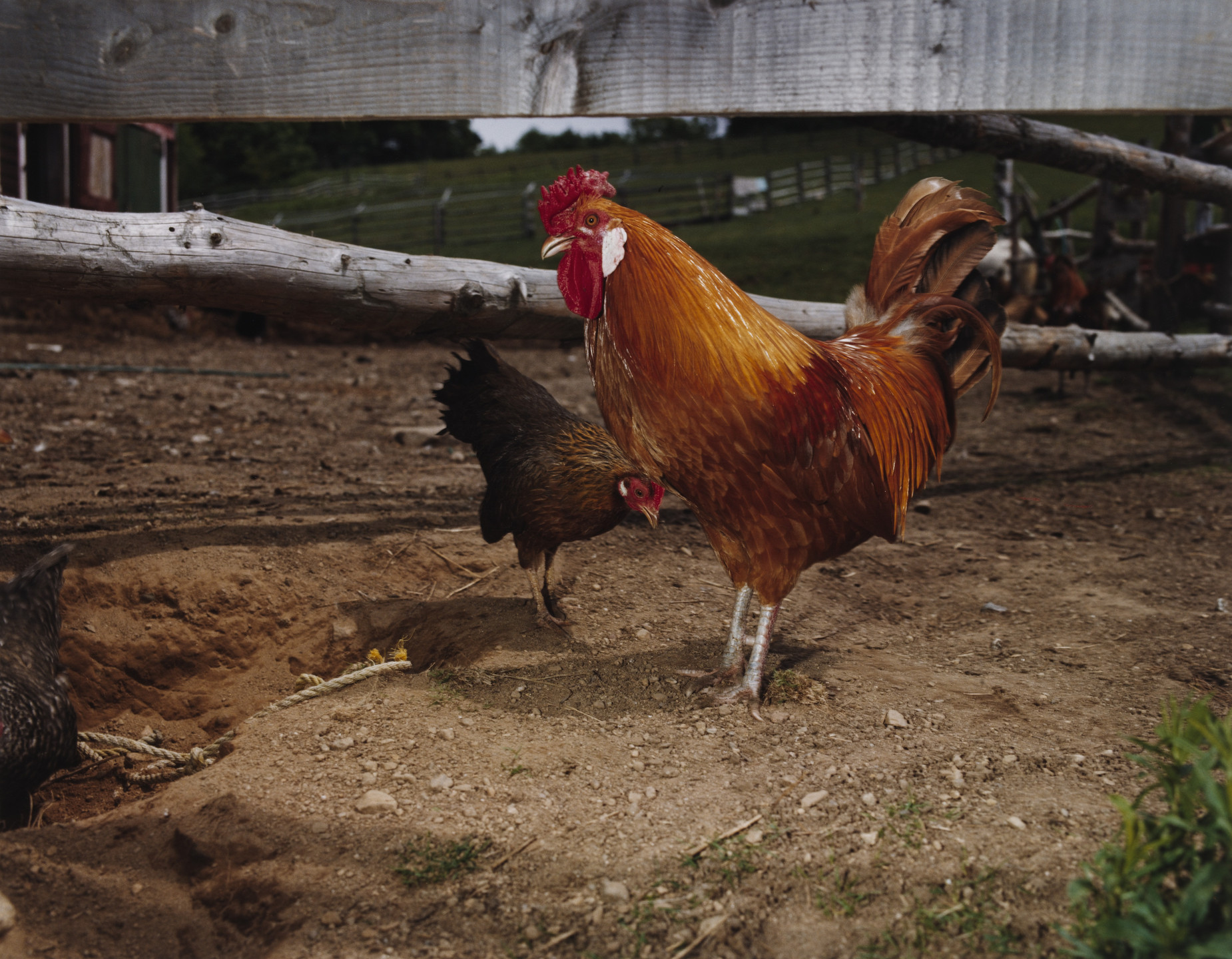 Stephen R. Milanowski. Rooster and Chicken, Northern New Brunswick. 1983