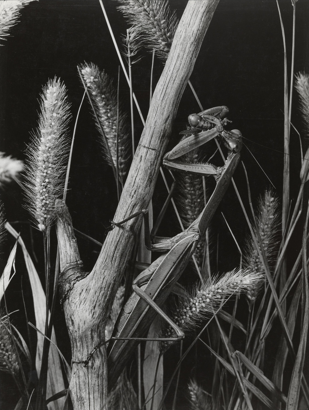 Margaret Bourke-White. Untitled. 1929