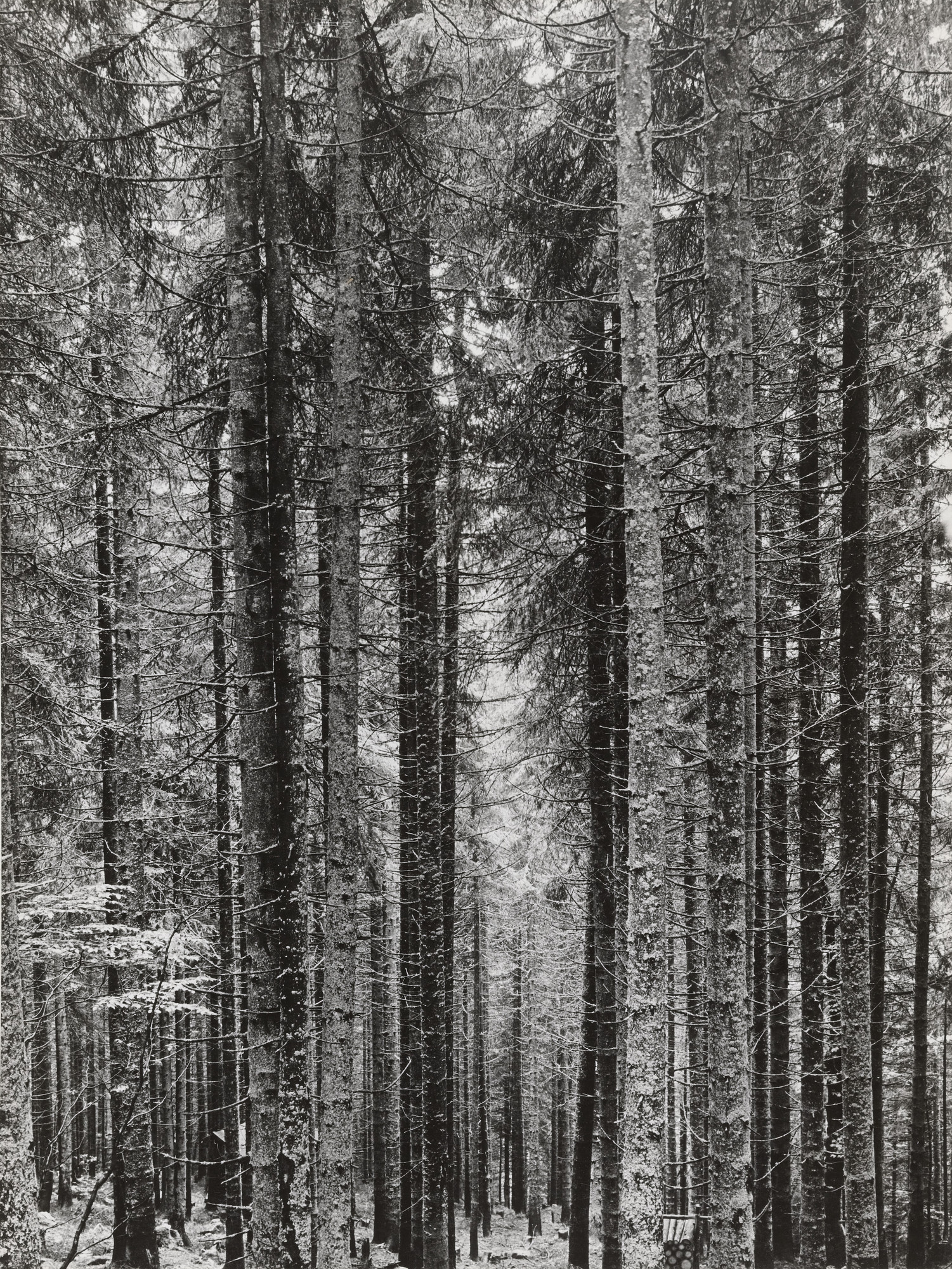 Margaret Bourke-White. The Bohemian Forest
