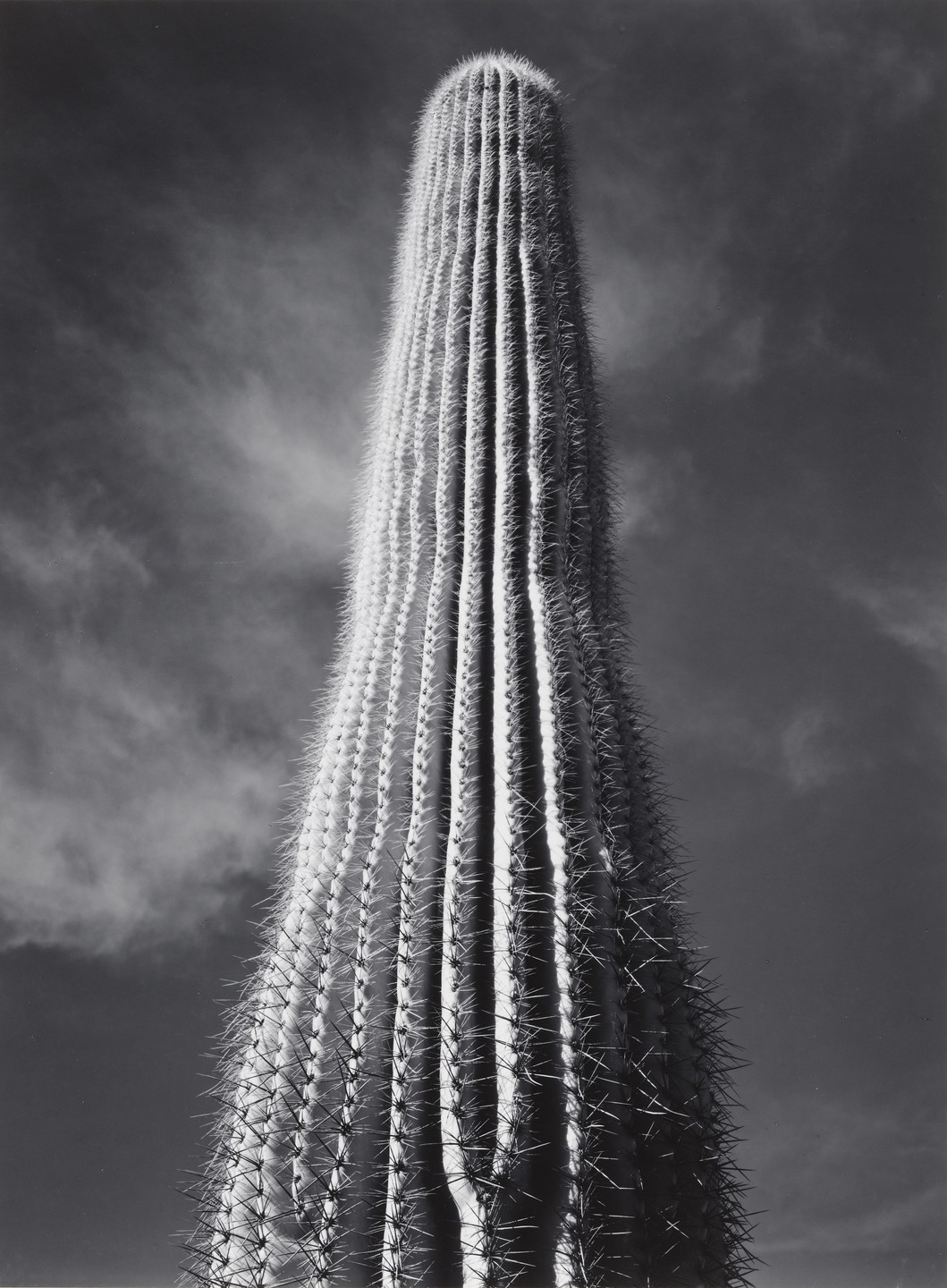 Ansel Adams. Saguaro Cactus, Sunrise, Arizona. 1946