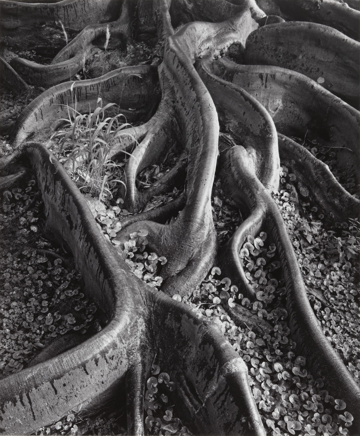 Ansel Adams. Roots, Foster Gardens, Honolulu. 1948 | MoMA
