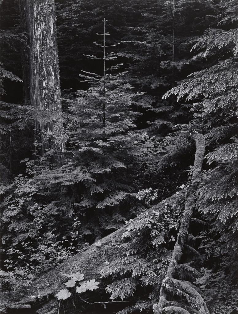 Forest, Early Morning, Mount Rainier National Park, Washington, Ansel Adams, 1949