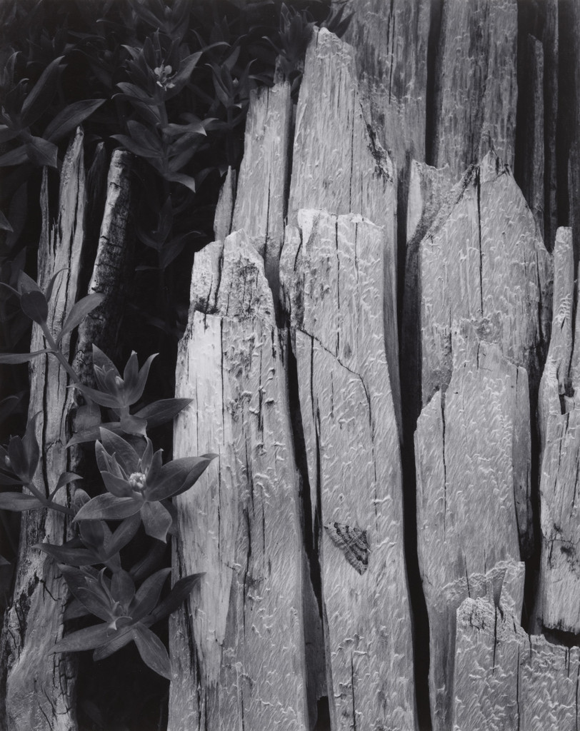 Moth and Stump, Interglacial Forest, Glacier Bay National Monument, Alaska