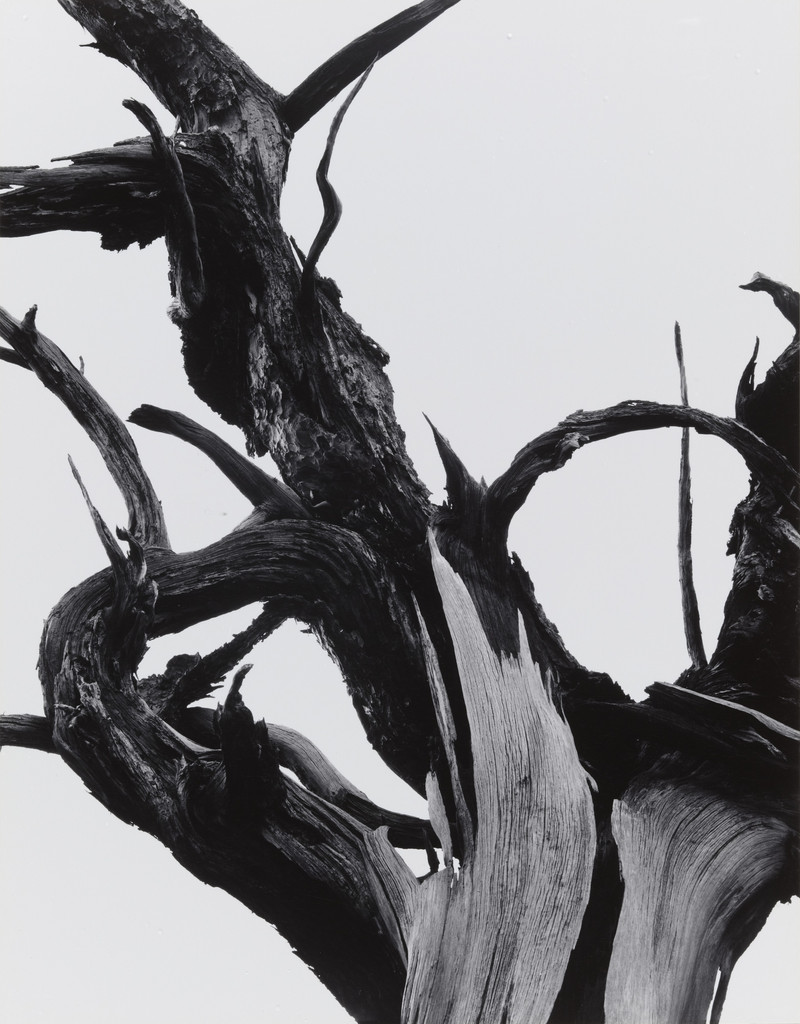 Dead Tree, Sunset Crater National Monument, Arizona