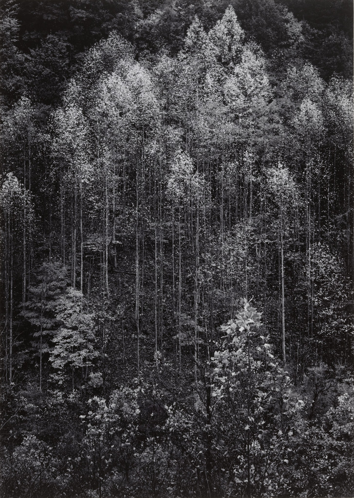 Dawn, Autumn Forest, Great Smoky Mountains National Park, Tennessee