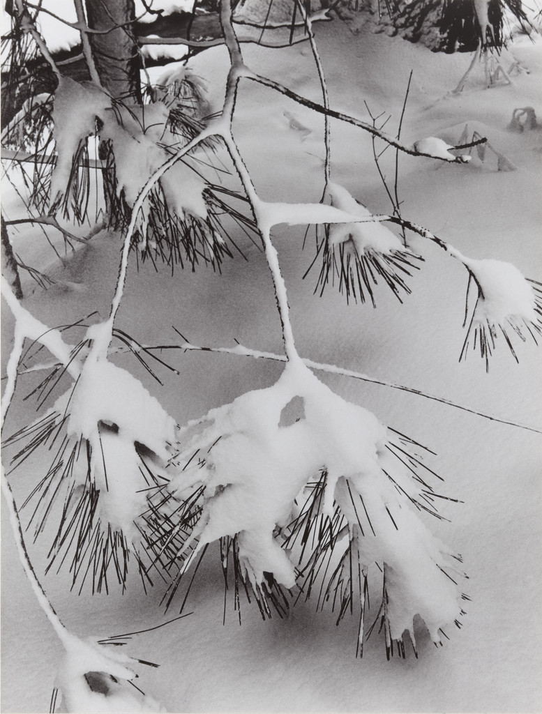 Branches in Snow