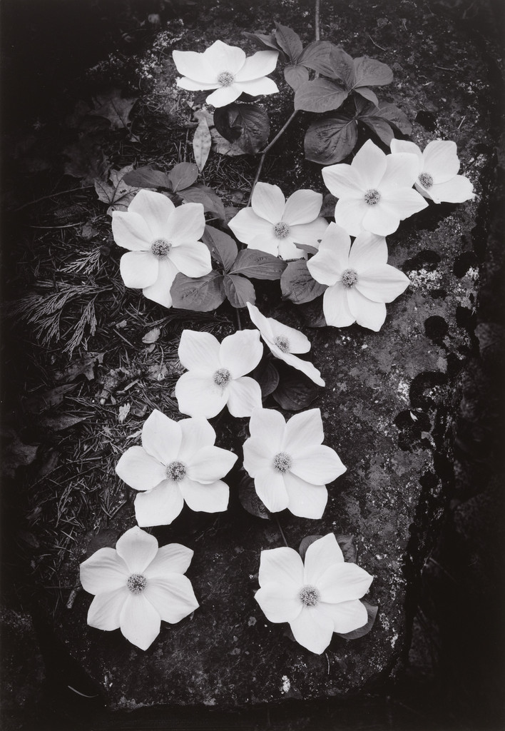 Dogwood Blossoms