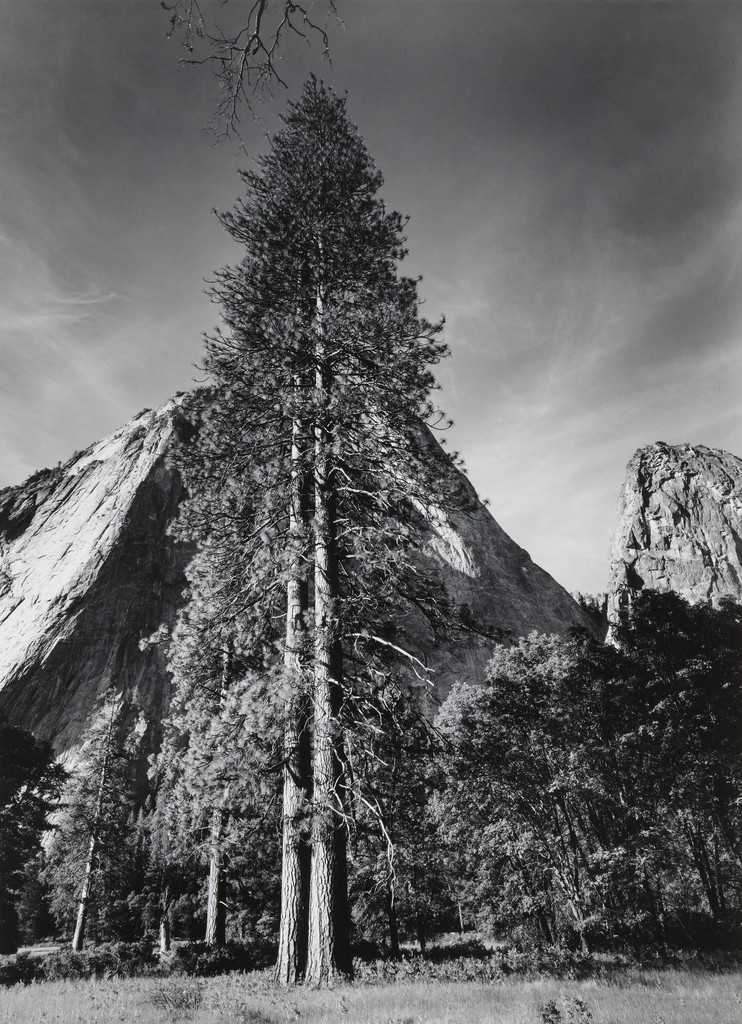 Trees and Cliffs