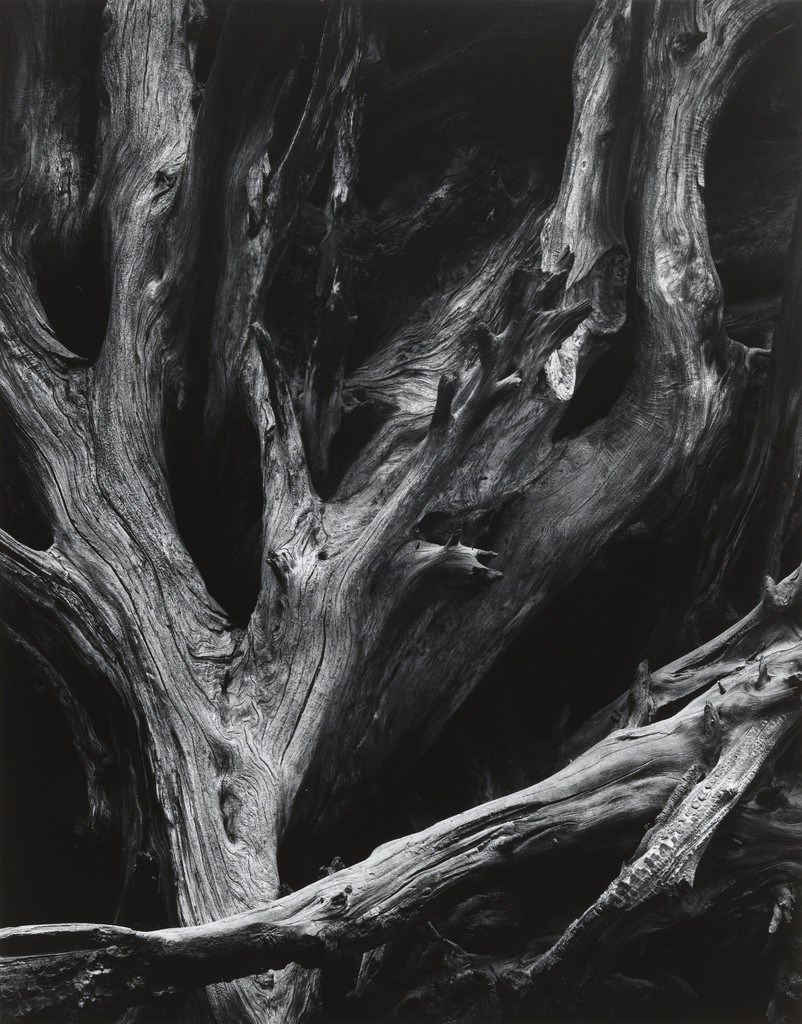 Sequoia Roots, Mariposa Grove, Yosemite National Park, California