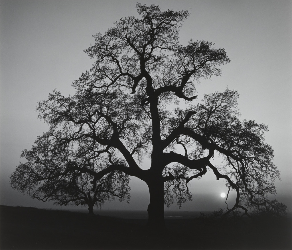 Oak Tree, Sunset City, Sierra Foothills, California, Ansel Adams, 1962