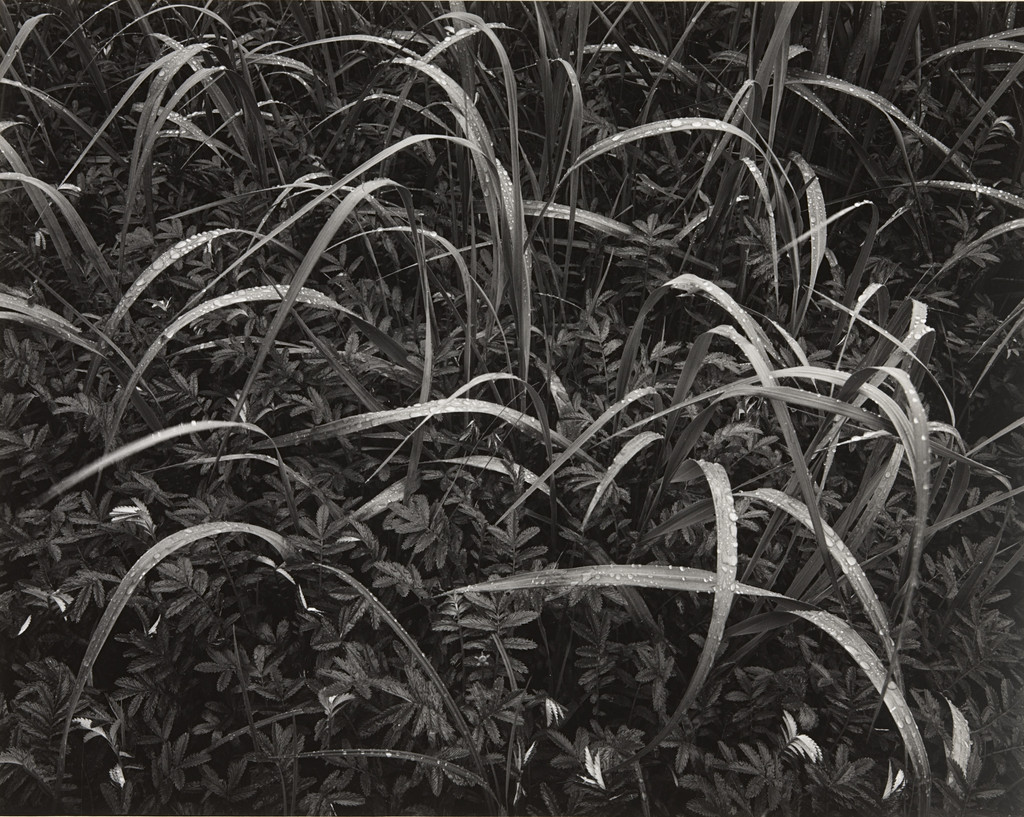 Grass, Glacier Bay, Alaska