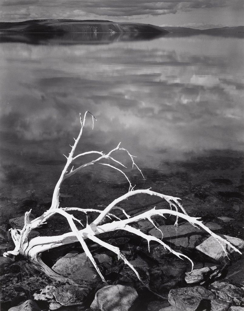 White Branches, Mono Lake, California