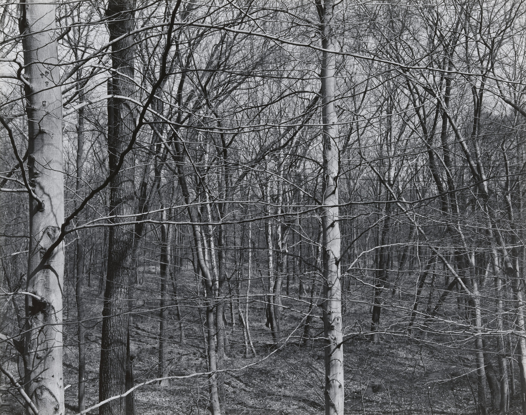 Brett Weston. Pretty Brook Road, Princeton, New Jersey. 1947
