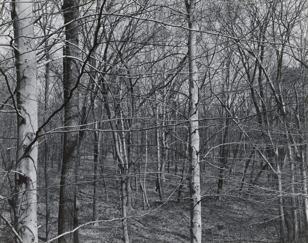 Pretty Brook Road, Princeton, New Jersey, Brett Weston, 1947