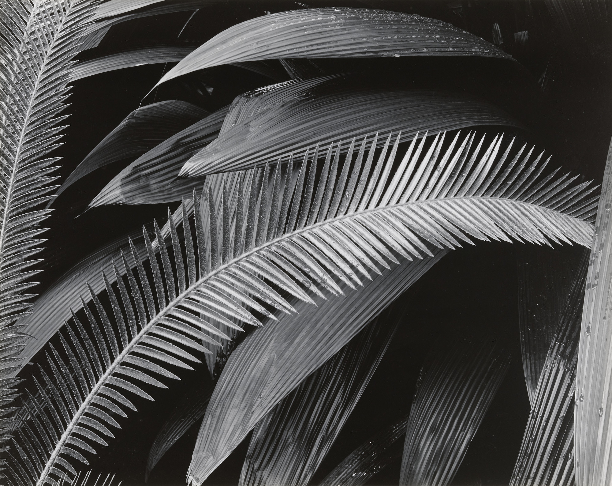 Brett Weston. Botanical Garden, Bronx, New York