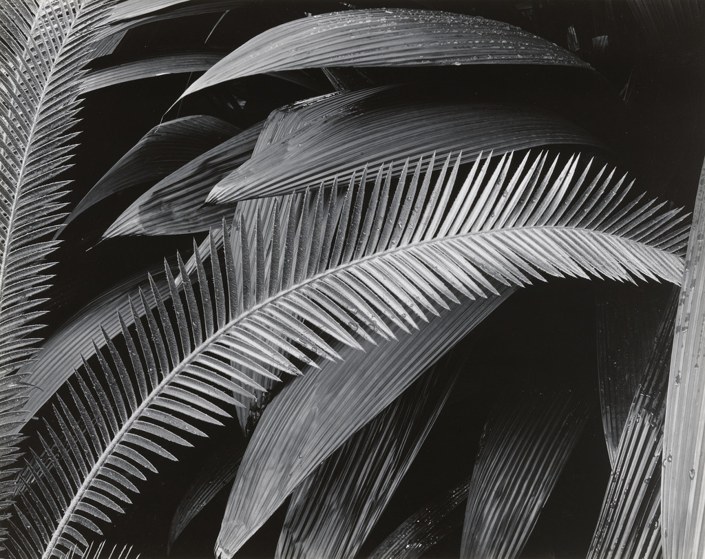 Botanical Garden, Bronx, New York