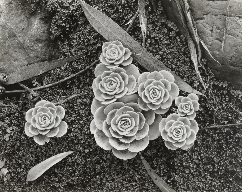 Hen and Chickens, Stonecrop, California, Brett Weston, 1942