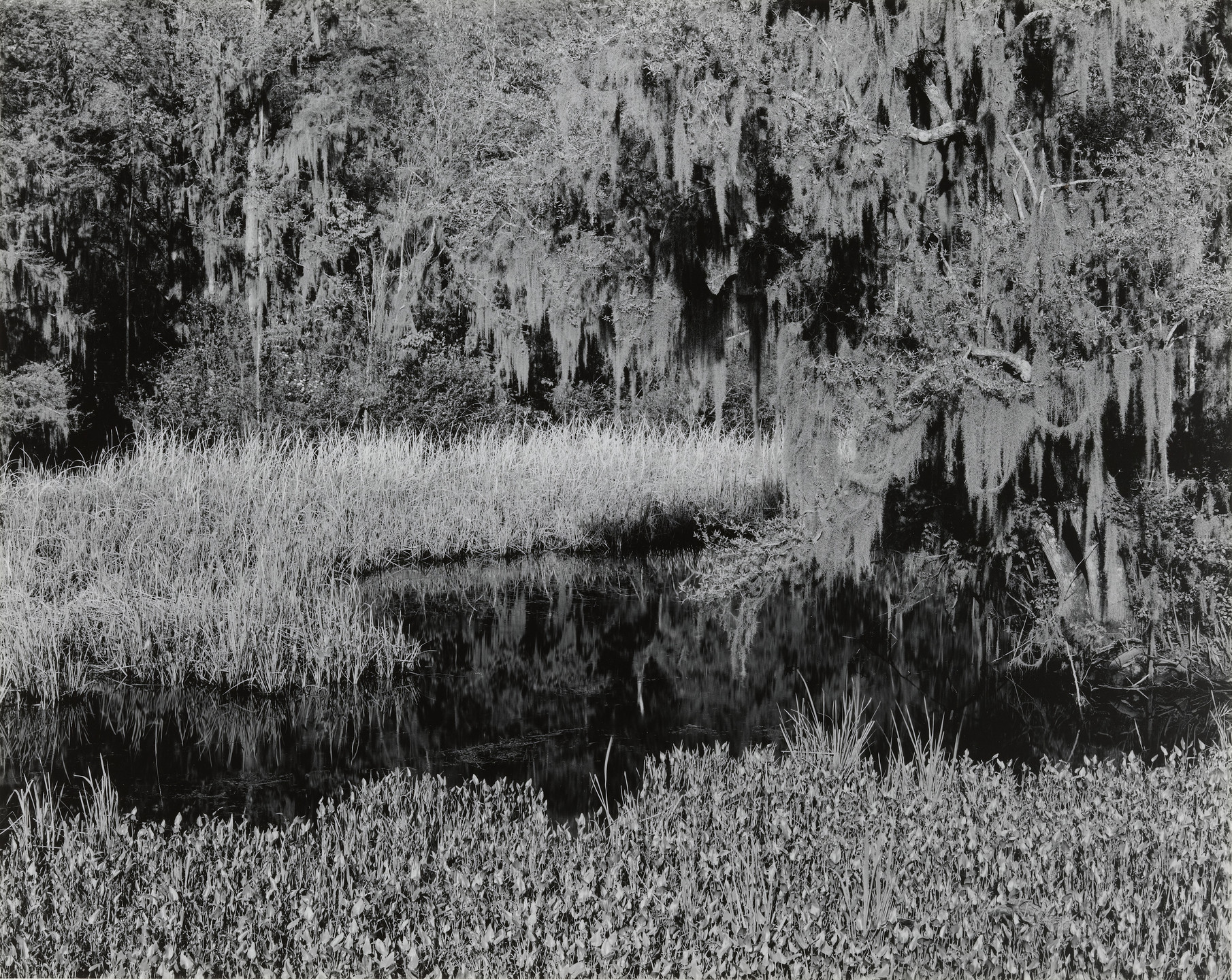 Brett Weston. South Carolina Swamp. 1947