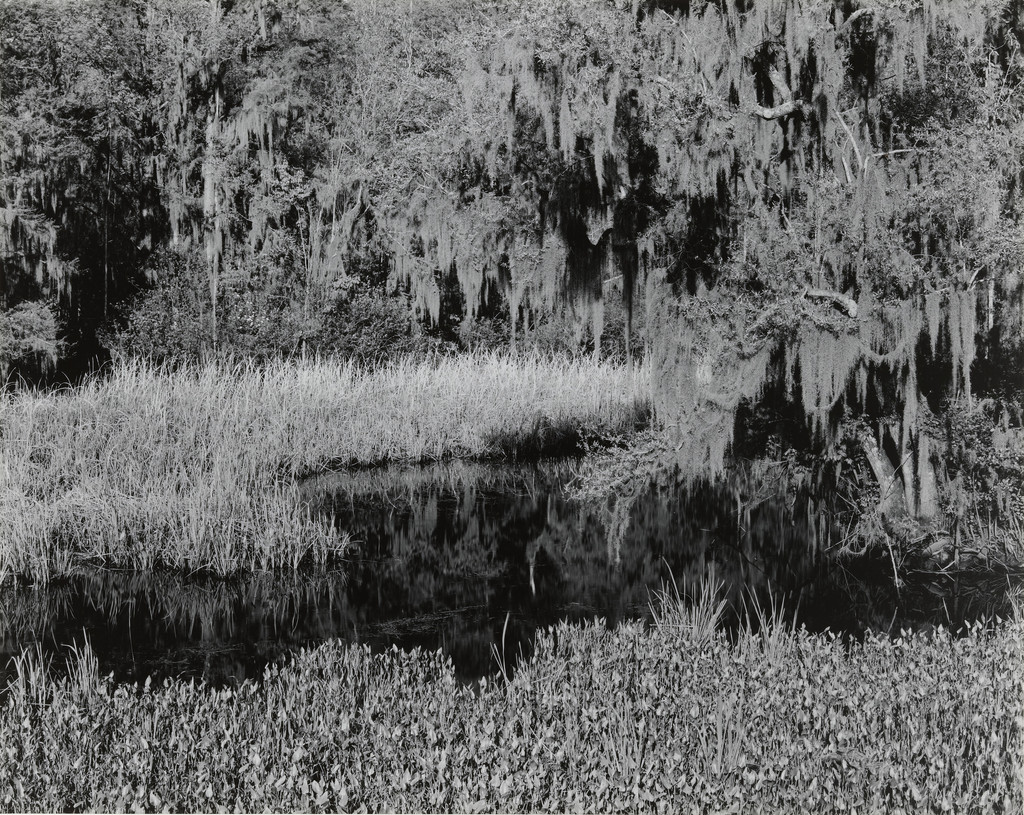 South Carolina Swamp