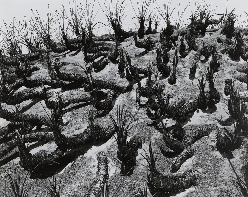 Dea Palmettos, Florida