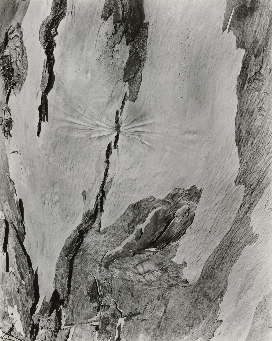 Brett Weston. Eucalyptus Bark, California. 1947