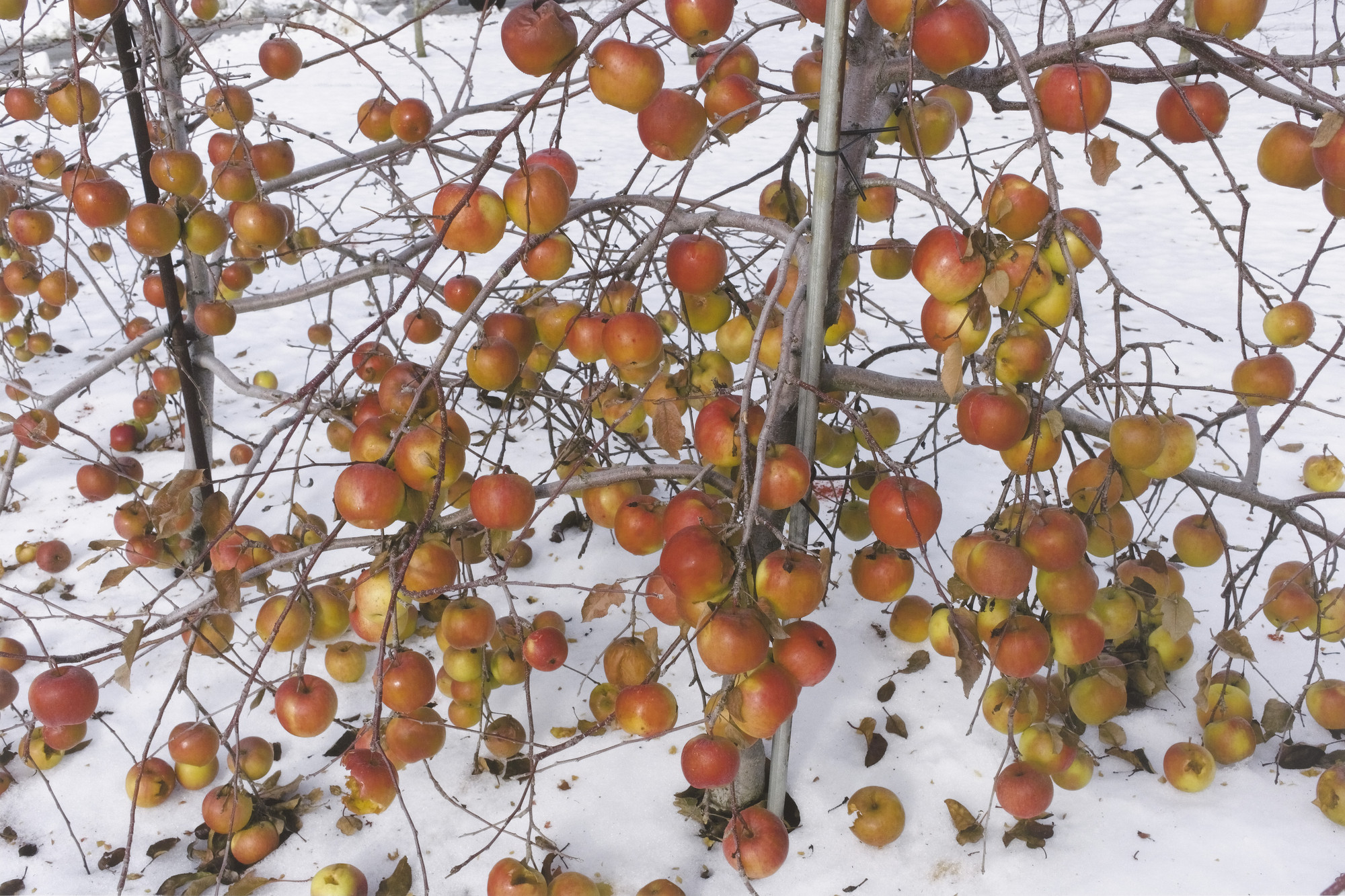Richard Benson. Apples. 2007